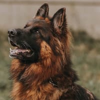 SAM, chien à adopter