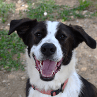 MILO (En cours d'adoption), chien à adopter