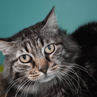 POUPOUNE, chatte à adopter