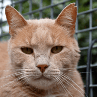 Speedy (en cours d'adoption), chat à adopter