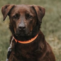 JODY, chienne à adopter