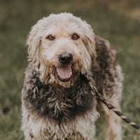 RALF, chien à adopter