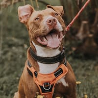 VEGA, chien à adopter