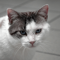 Pixel, chat à adopter