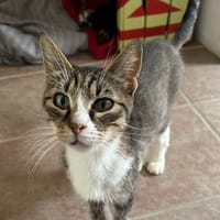 BLANCHE NEIGE, chatte à adopter