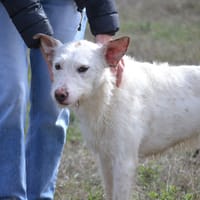KATYA, chienne à adopter