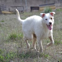 MASHA, chienne à adopter