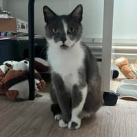 Slowmotion, chatte à adopter