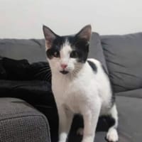 Zazou de Coyolles, chatte à adopter