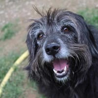 Max, chien à adopter