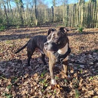 Lecko, chien à adopter