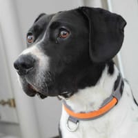 Pacha, chien à adopter