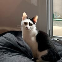 Eden, chatte à adopter
