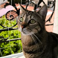 Illy, chatte à adopter