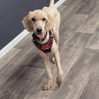 VEGAS, chienne à adopter
