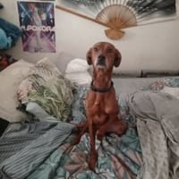 SNOOPY, chien à adopter