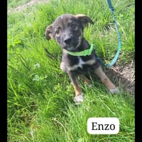 Suzanne/ enzo/ laila, chien à adopter