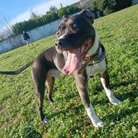 RIKO, chien à adopter
