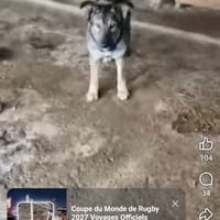 Viviane, chienne à adopter