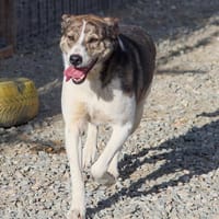 Alisson, chienne à adopter