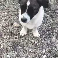 Vida, chienne à adopter
