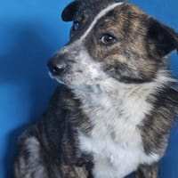Winni, chien à adopter