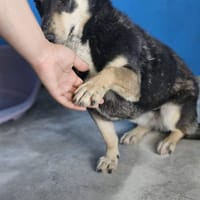 Venus, chienne à adopter