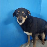 Timmy, chien à adopter