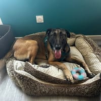 Ursu, chien à adopter