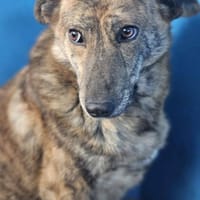 Pluton, chien à adopter