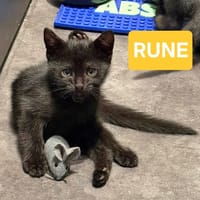 RUNE PEUT ÊTRE ADOPTÉE AVEC SA SOEUR/FRERE OU SÉPARÉMENT SI DÉJÀ UN CHAT PRÉSENT CHEZ VOUS, chatte à adopter