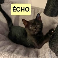 ÉCHO PEUT ÊTRE ADOPTÉE AVEC SA SOEUR/FRERE OU SÉPARÉMENT SI DÉJÀ UN CHAT PRÉSENT CHEZ VOUS, chatte à adopter