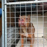 Bully, chienne à adopter