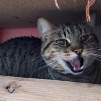 Lieber ruhiger Kater Gandalf, Kater zur Adoption