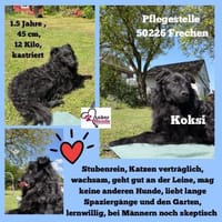 Koksi sucht seine Menschen🐾, Hund zur Adoption