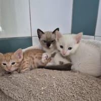 Süße Geschwister Tofu, Trufa & Turron, Kater zur Adoption