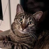 Junger Kater PEPPER sucht sein Zuhause!, Kater zur Adoption