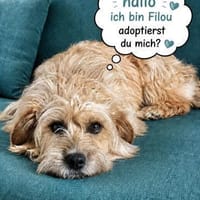 Filou 7 mon. 33 cm verm. Terrier havanes, Hund zur Adoption