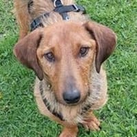 Schnuffel GEORGE, Hund zur Adoption