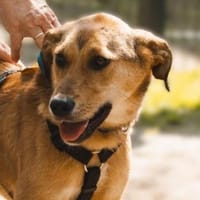 Mesina  ein Herz voller Wärme sucht ihr, Hündin zur Adoption