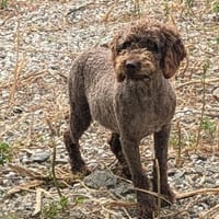 Traumtyp KEANU sucht seine Menschen, Hund zur Adoption