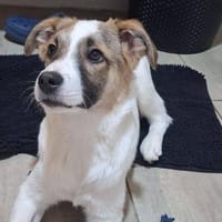Roosevelt möchte adoptiert werden, Hund zur Adoption