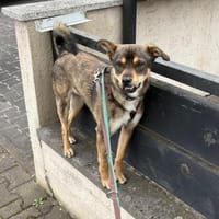Marvel sucht ein ruhiges Zuhause, Hund zur Adoption