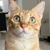 Jefa - Das Schicksal will es anders, Katze zur Adoption