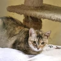 Nadalina-Kämpferherz auf drei Pfoten, Katze zur Adoption