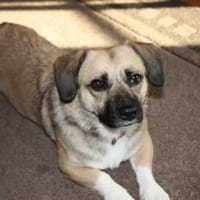 Luna sucht ihr Für-immer-Körbchen, Hündin zur Adoption