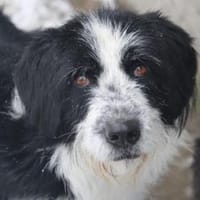Dion ist ein sensibler, super Kerl!, Hund zur Adoption