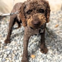 Edler KASHMIR sucht sein Körbchen, Hund zur Adoption