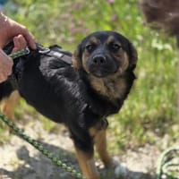 🐾 Roxy sucht ihr Für-immer-Zuhause (E), Hündin zur Adoption