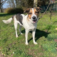 Johnny sucht ein liebevolles Zuhause, Hund zur Adoption